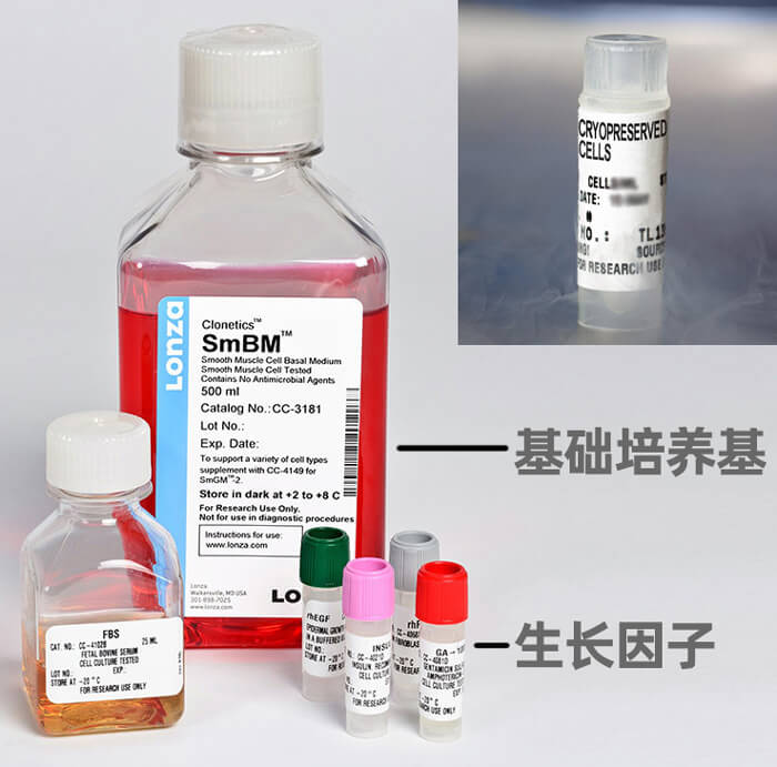 LONZA人肺動脈平滑肌細(xì)胞,用于原代培養(yǎng),LONZA中國一級代理商