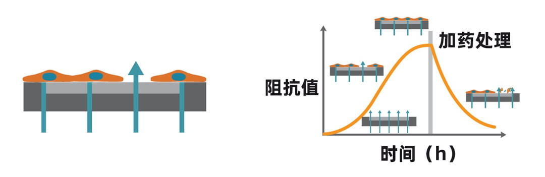 Axion Biosystems MAESTRO Z實(shí)時(shí)無標(biāo)記細(xì)胞分析儀