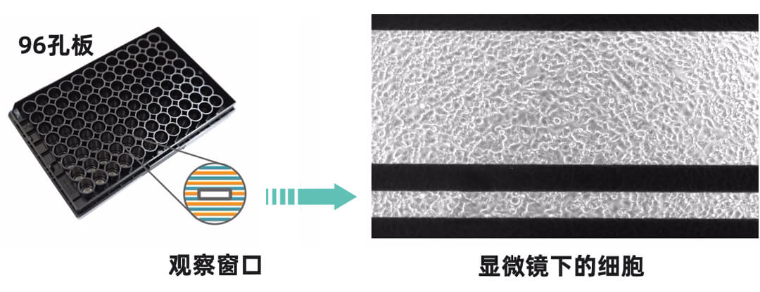 Axion Biosystems MAESTRO Z實(shí)時(shí)無標(biāo)記細(xì)胞分析儀