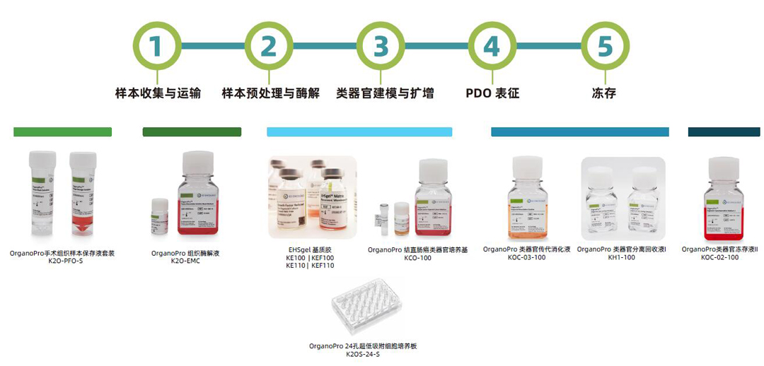 科途醫(yī)學(xué)EHSgel基質(zhì)膠、OrganoPro樣本保存液、組織酶解液、類(lèi)器官培養(yǎng)基、類(lèi)器官細(xì)胞因子、類(lèi)器官傳代消化液、類(lèi)器官凍存液代理商北京澤平