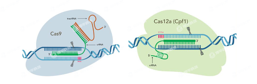 IDT Alt-R CRISPR-Cas9CRISPR-Cas12a (Cpf1) ݋ϵy(tng)ߴ̱ƽ
